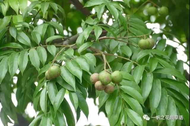 你好大自然第114期人面子