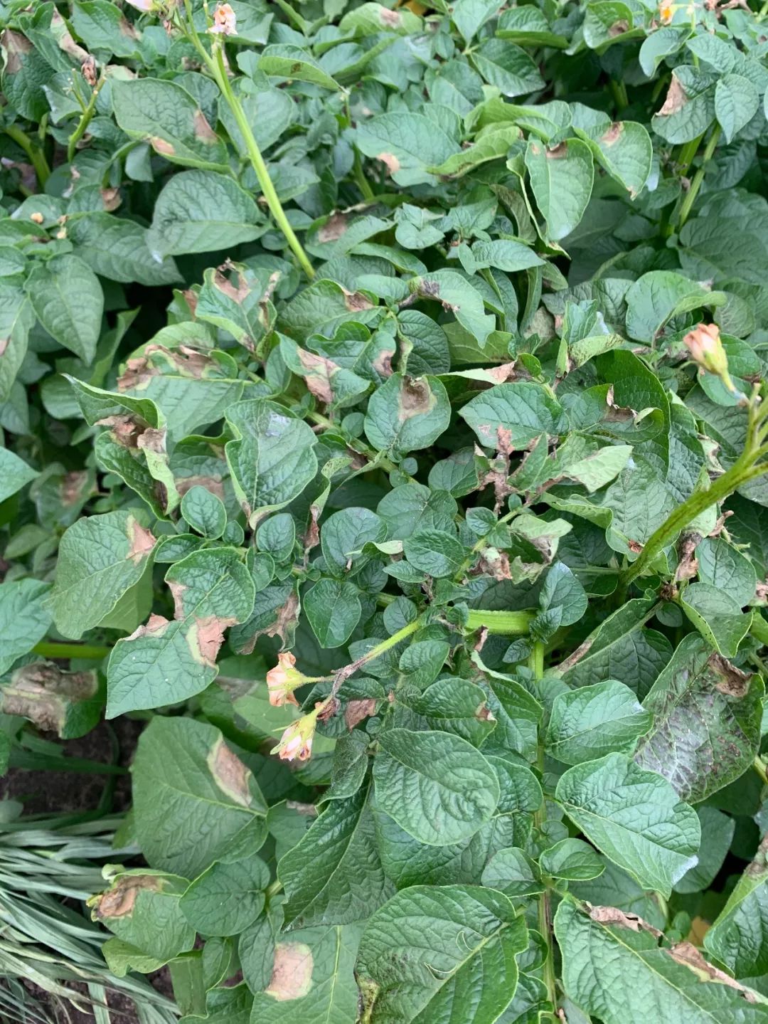 马铃薯晚疫病离种植户到底有多远