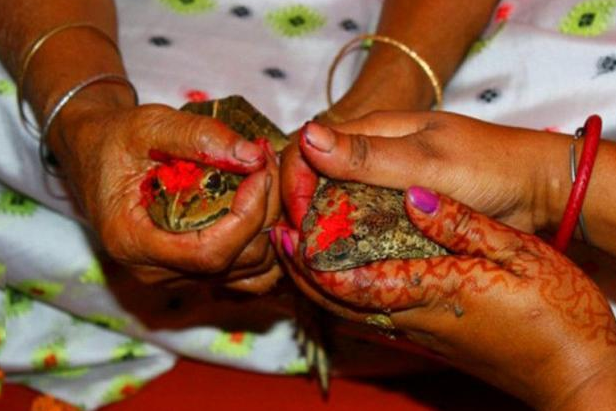 原创印度最奇葩求雨方式让两只青蛙结婚还为此举行婚礼