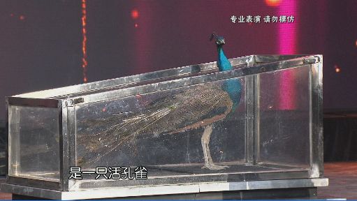 魔力荟萃,人体压缩,极限逃脱,成功与失败只在毫厘之间,让我们屏住呼吸