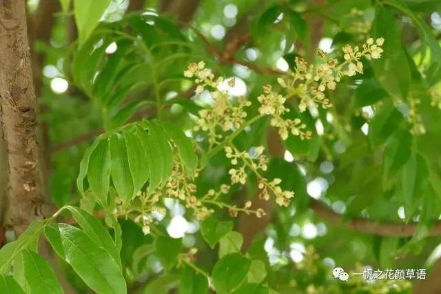 你好大自然第114期人面子