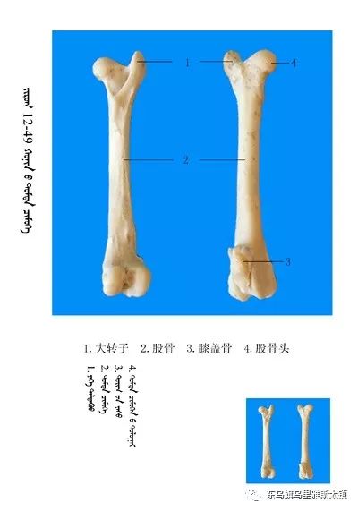 羊腿结构图图片