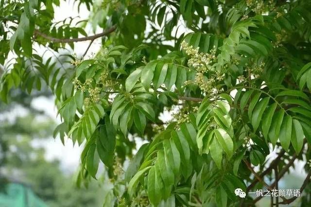 大自然】第114期:人面子_果实