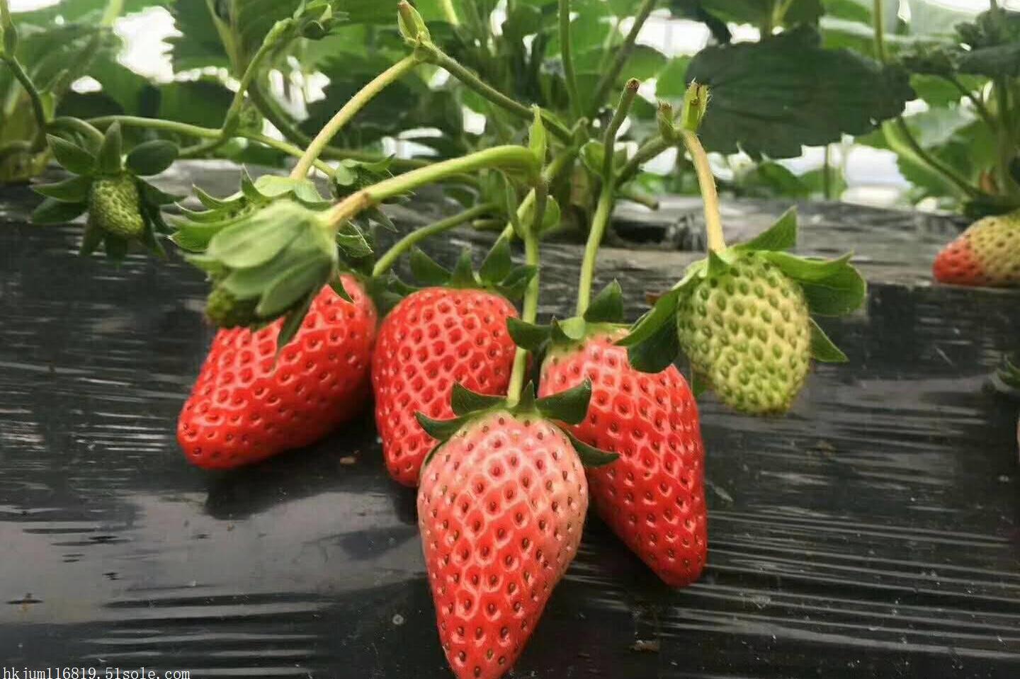 一棵妙香七号草莓苗如何换来50元的收入