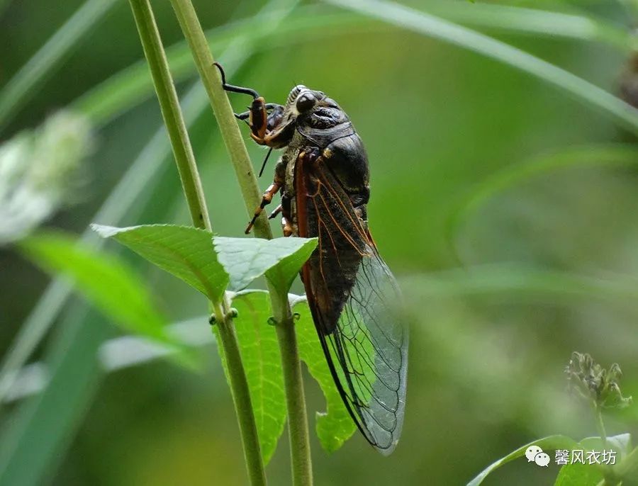 在夏天‖夏日蝉声