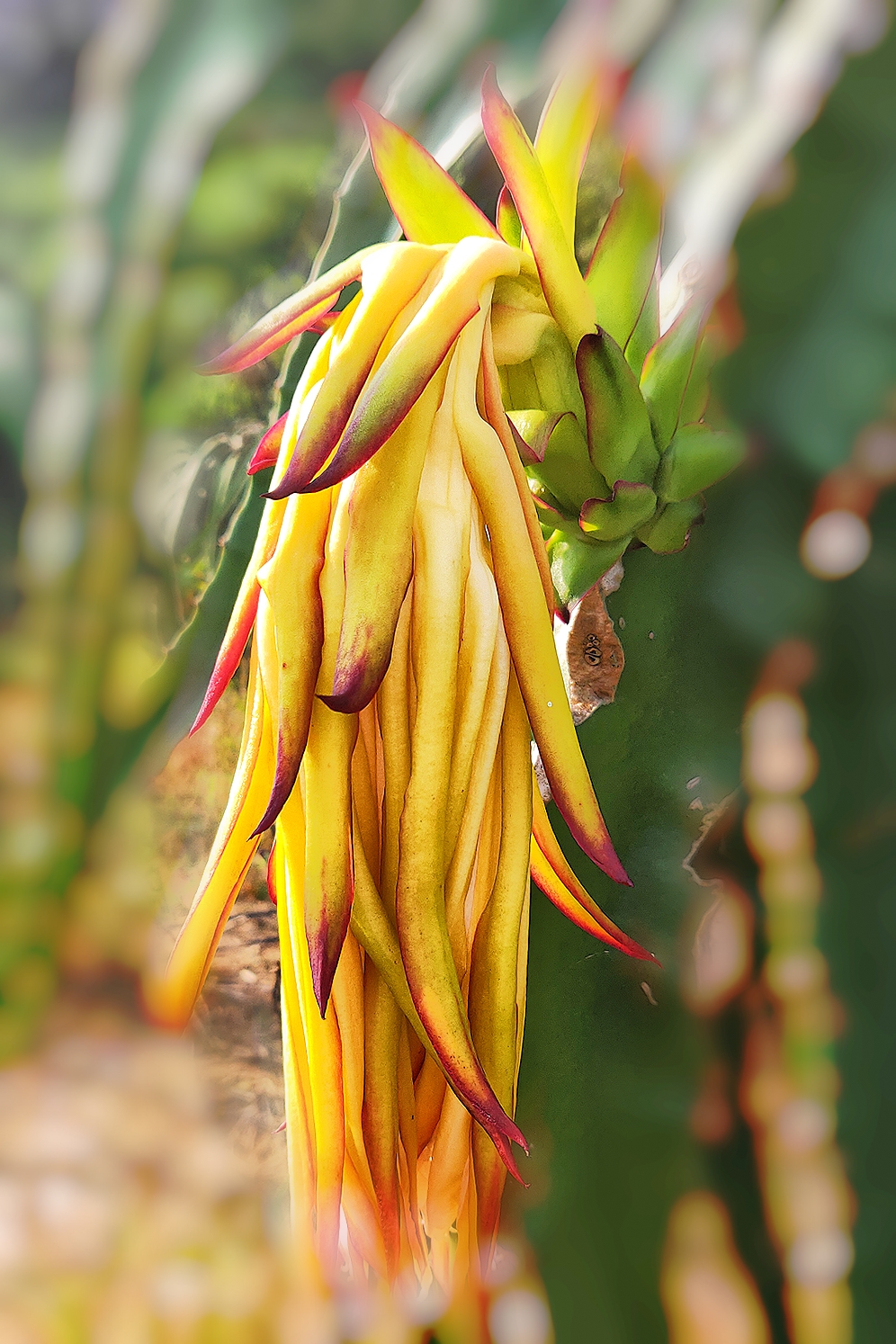 【星连文学社】广西诗人陈熠明:火龙女花