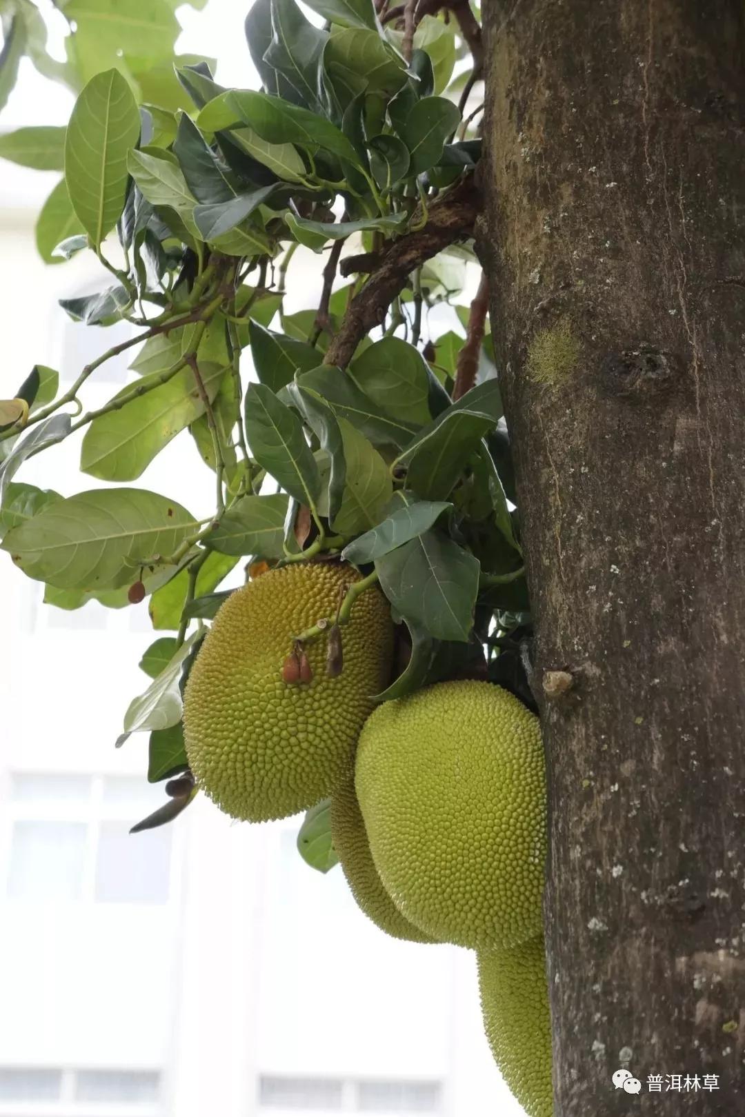 森林普洱更好地传承生态文明
