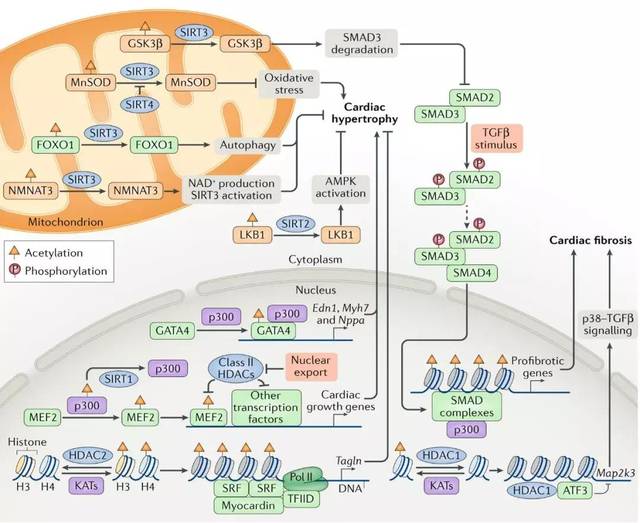 转录因子gata4,srf, mef2和myocardin抑制心肌肥大,sirtuin家族sirt1