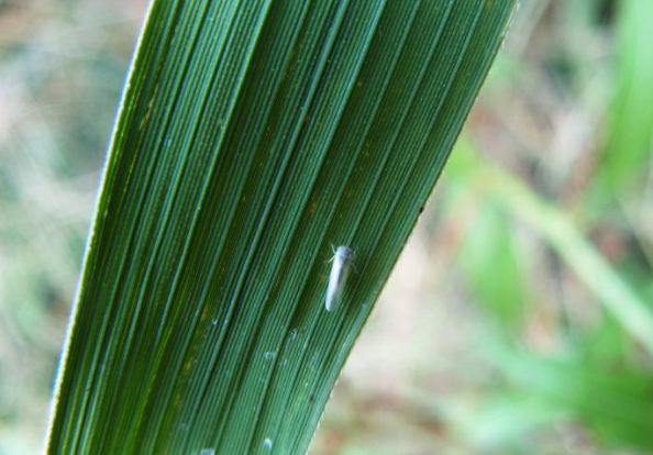 季晚稻受害重,单季晚稻偏迟种植受害次之;电光叶蝉在长江中下游稻区以