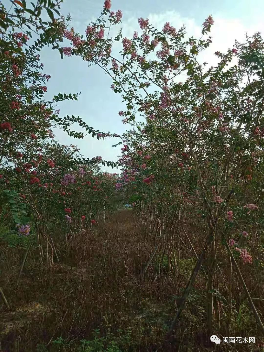 处理假植苗霸王棕布迪椰子丛生5杆小叶紫薇中山胡氏昊颖园林