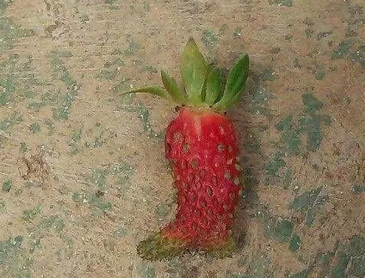 伪装者坚持做别人的水果