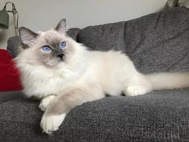 17只漂亮的布偶猫