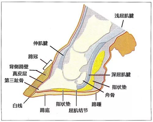 牛蹄解剖结构图图片