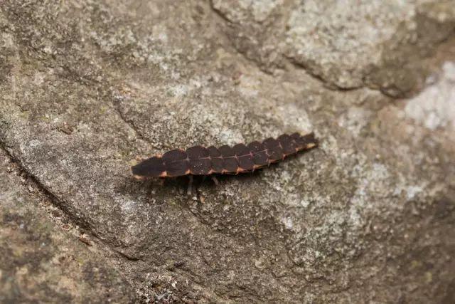 窗萤幼虫△黄脉翅萤△星星点点的萤火虫多媒体知识讲座,博物纪录片