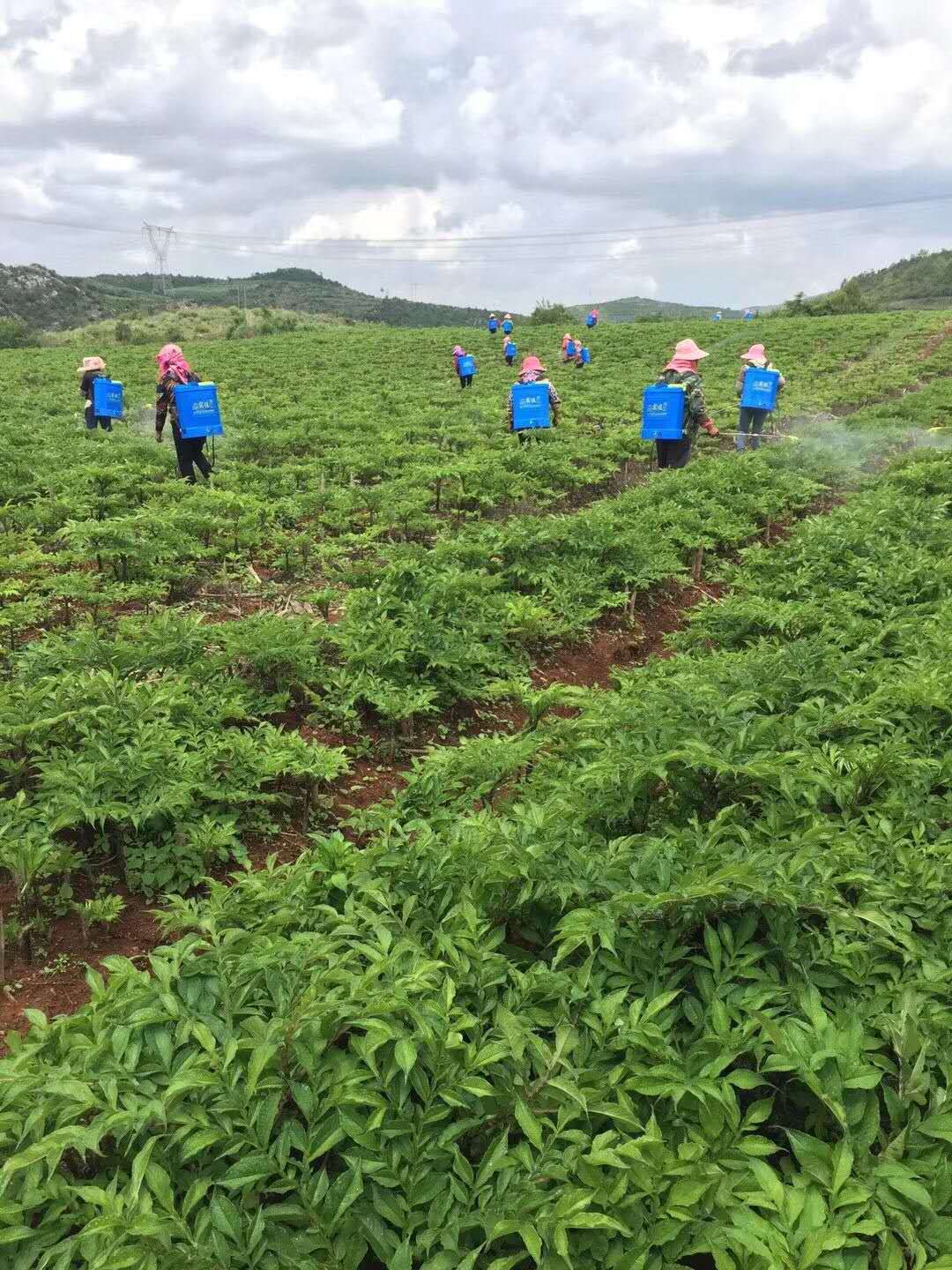 魔芋种植血本无归图片