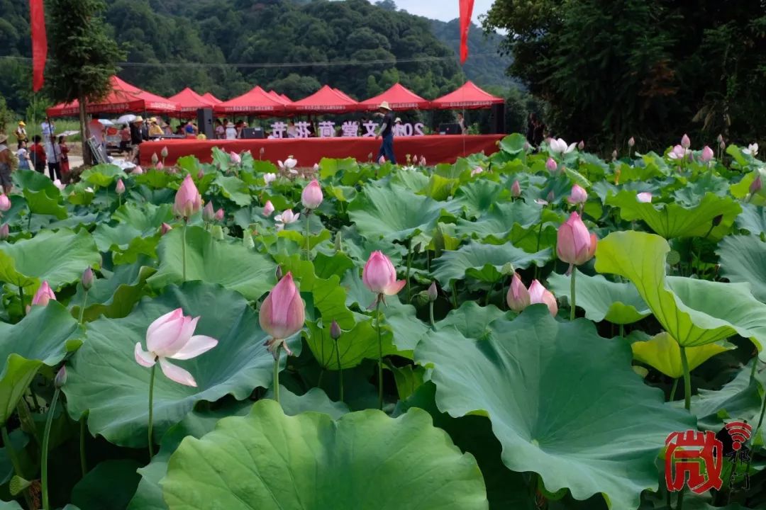 文堂村举办第二届荷花节