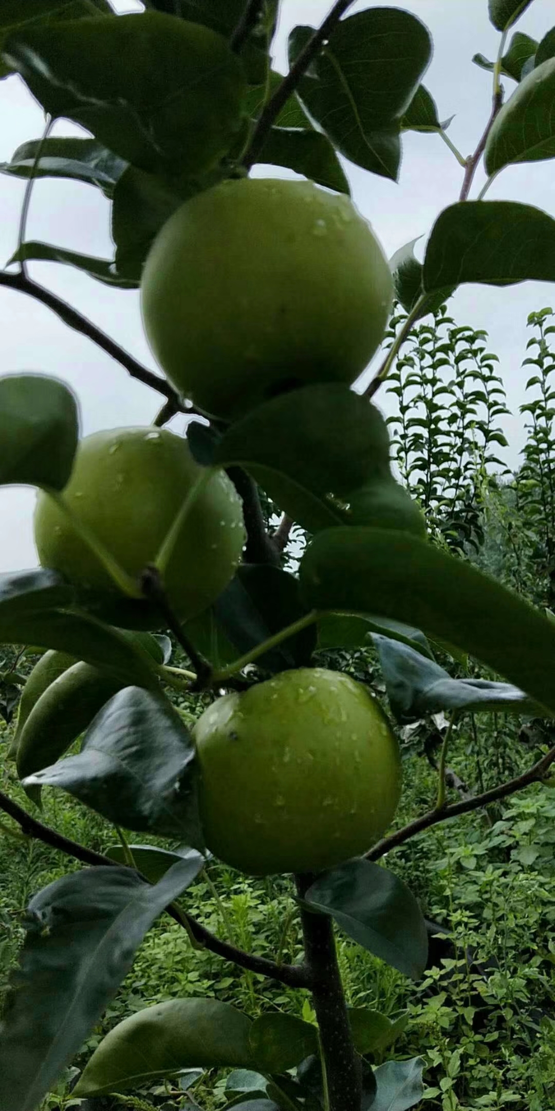 意大利黑梨苗品种介绍意大利黑梨苗特点抗寒