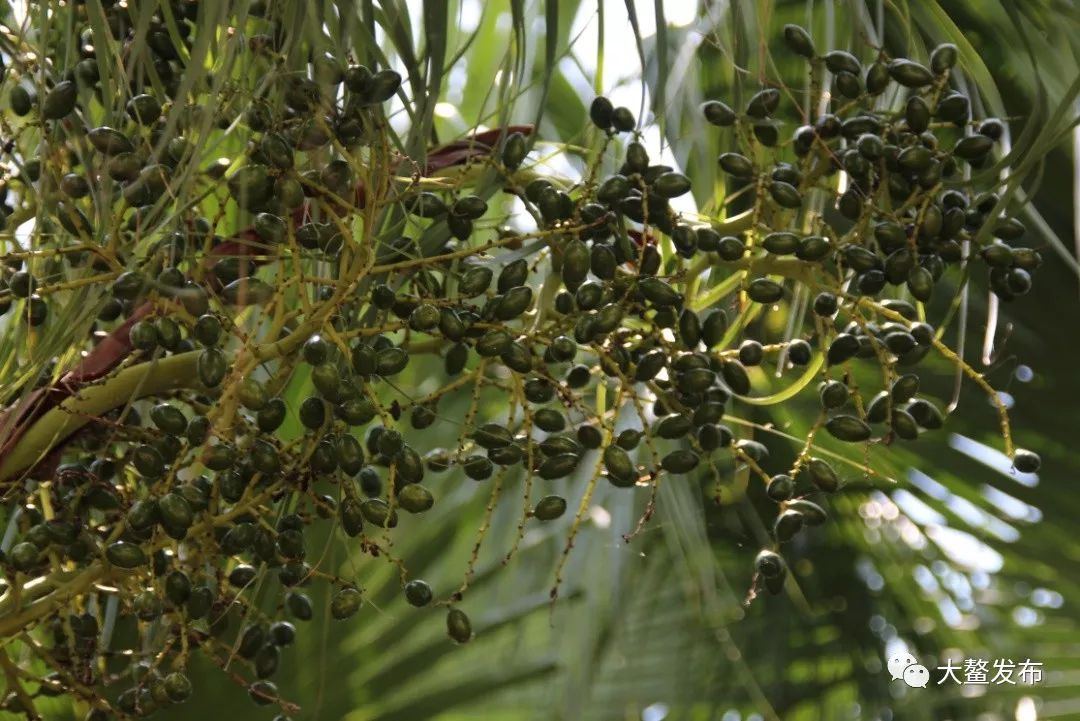 这3万多棵蒲葵,近年来的开花率大幅增多,3—4月开花,6—7月结籽成熟