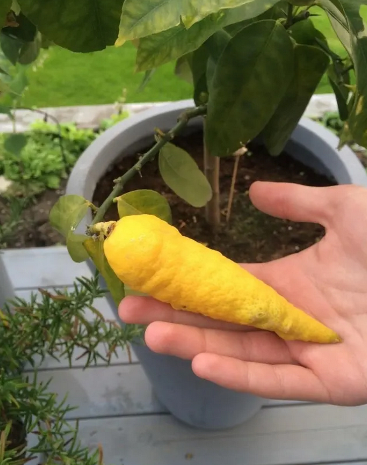 伪装者坚持做别人的水果