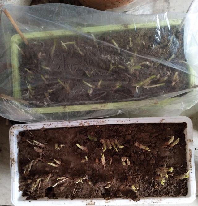 空心菜,不管是用种子直接播种,还是用枝条插泥土里,都能快速的发芽