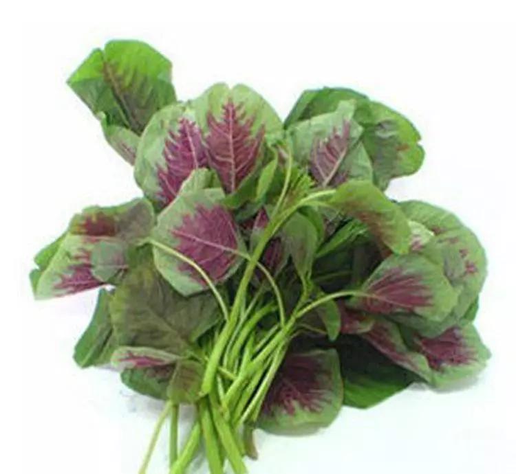 苋菜按其颜色分红苋,绿苋和红绿杂色三种,它富含钙,磷,铁,钾,氯及