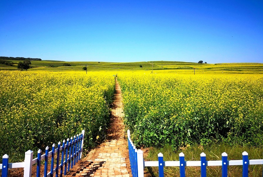 平鲁区万亩油菜花海醉游人