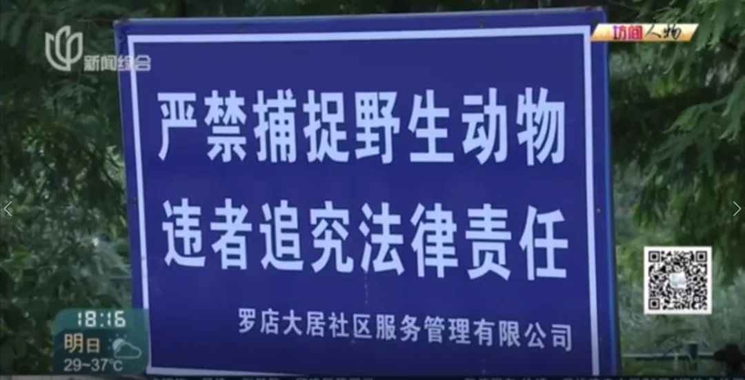 虽然河道两旁都有明显的禁止捕鸟警示标志,可对捕鸟者而言,毫无震慑力