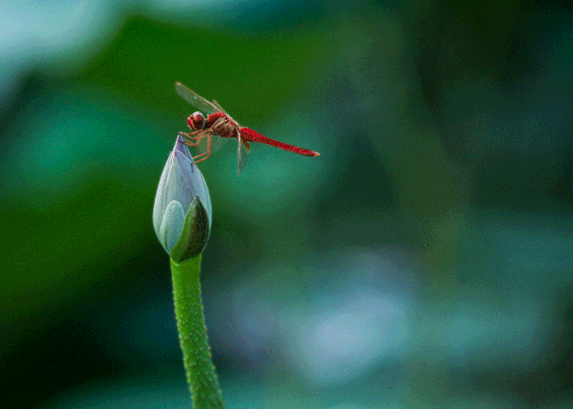 640_457gif 动态图 动图