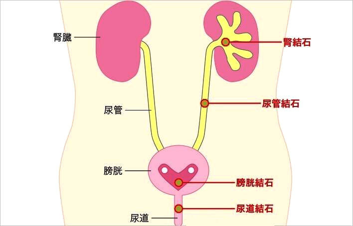 女性尿道旁腺位置图片