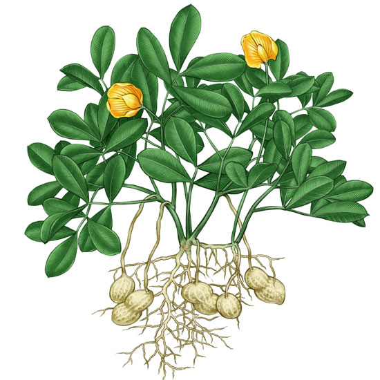 植悟黑暗中成长的落花生其实最懂得优雅生活