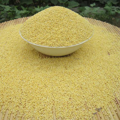 黄小米vs糯小米-搜狐大视野-搜狐新闻