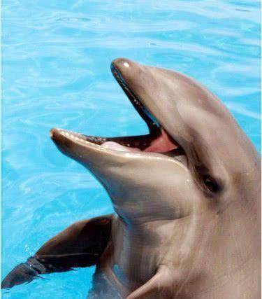 海豚跨越物种恋爱图片
