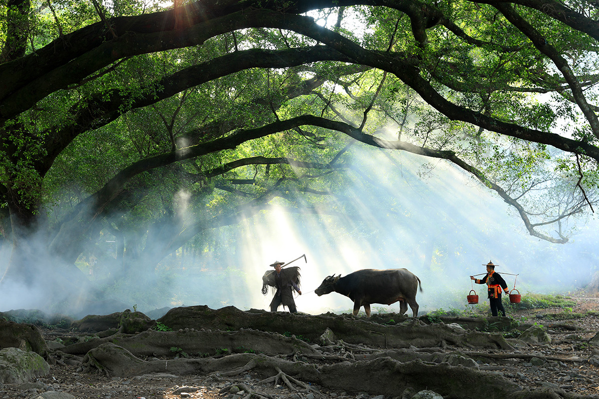 摆拍胜地,霞浦杨家溪,大榕树下的网红牛