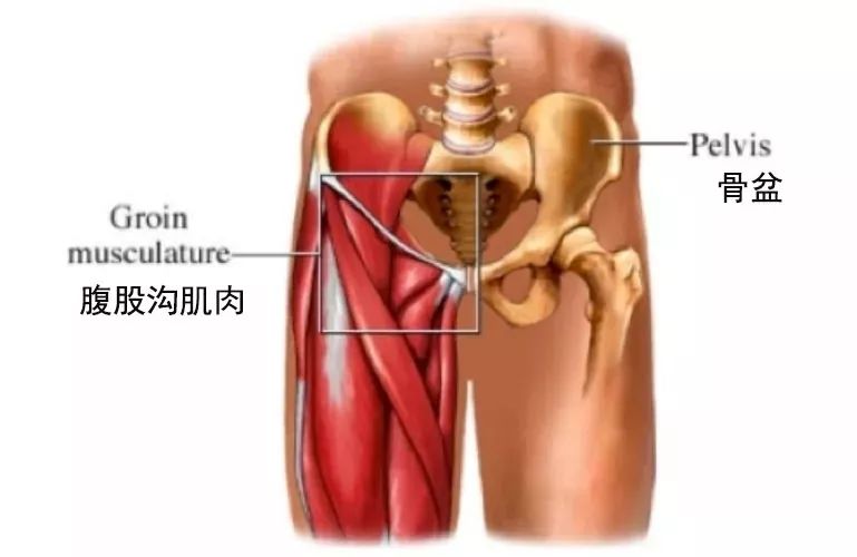 腹股沟位于位于髂前上棘水平线与腹直肌外缘和腹股沟韧带之间