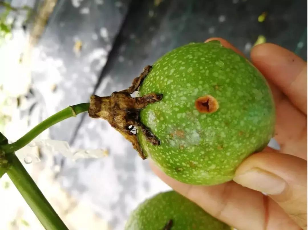 江苏小瓢虫推荐凹凸不平的百香果都是谁捣的鬼