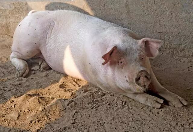骟猪图片,猪图片(第10页)_大山谷图库