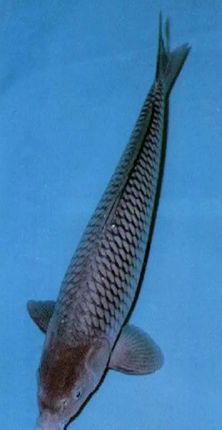 每天认识一种鱼673丨紫鲤紫气东来