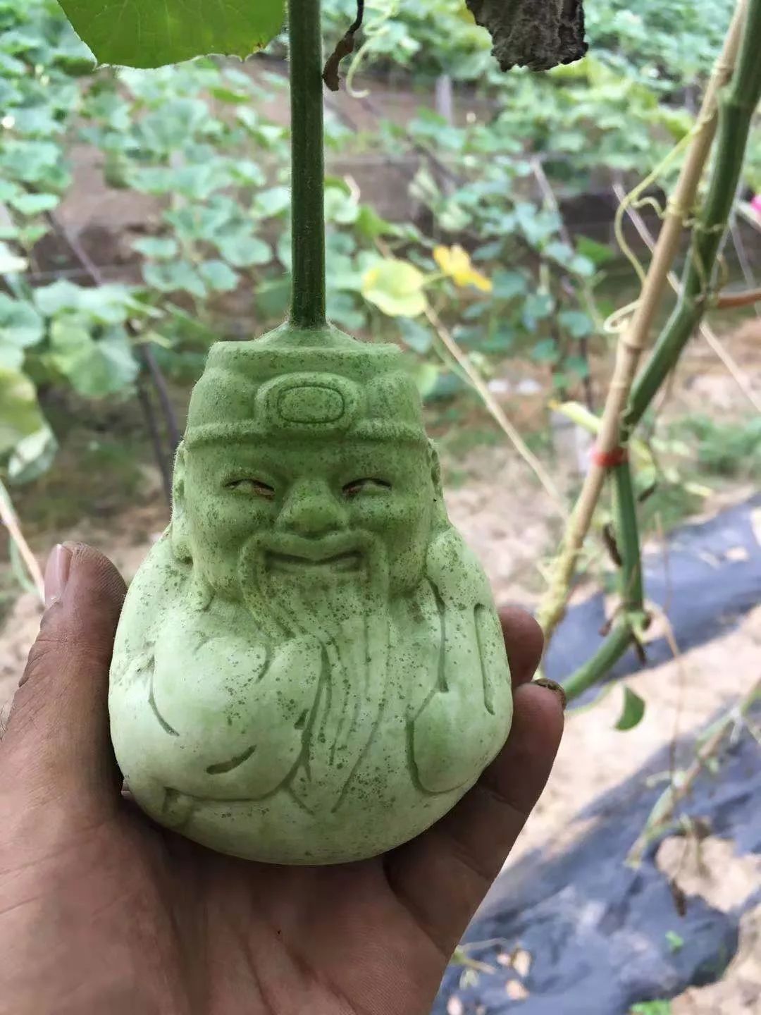 廊坊有个葫芦娃葫芦能变金疙瘩