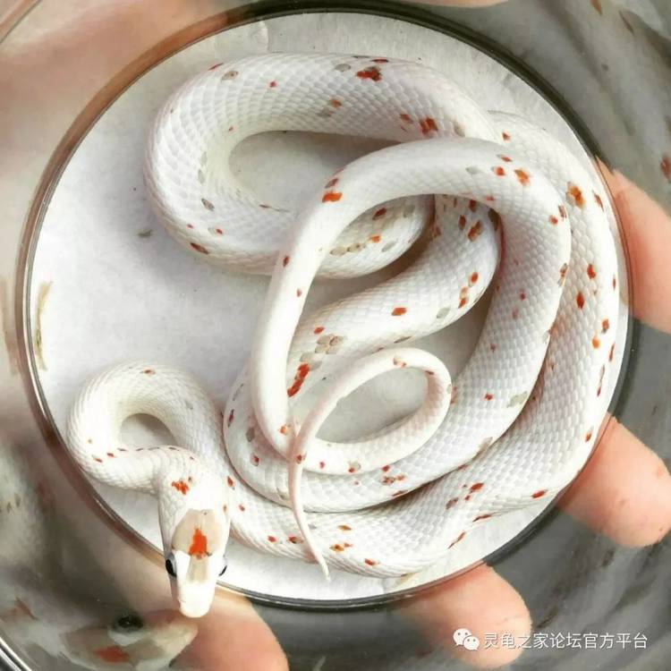甜甜圈玉米蛇图片