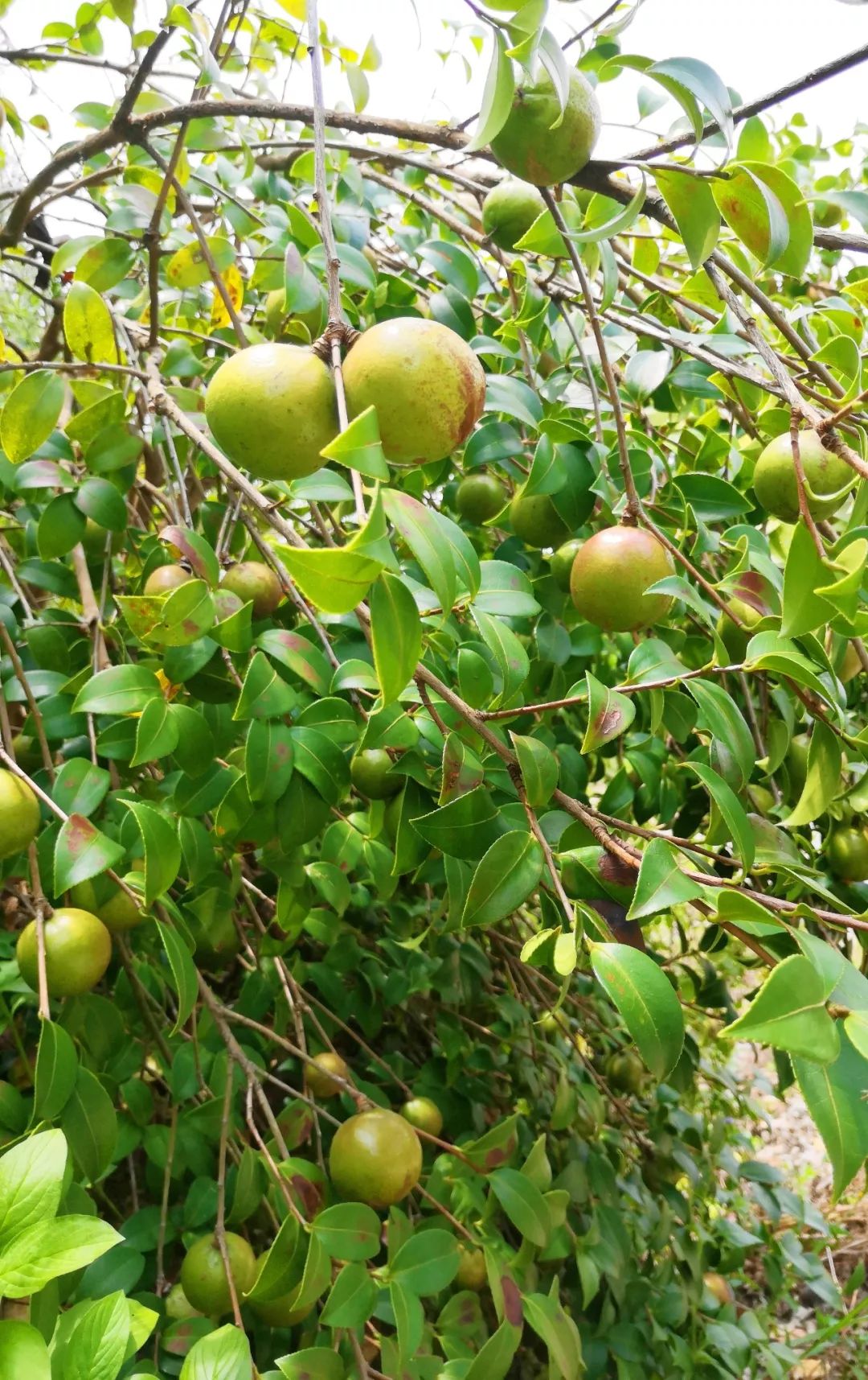 柳州教育联盟实地探访自然科普实践基地