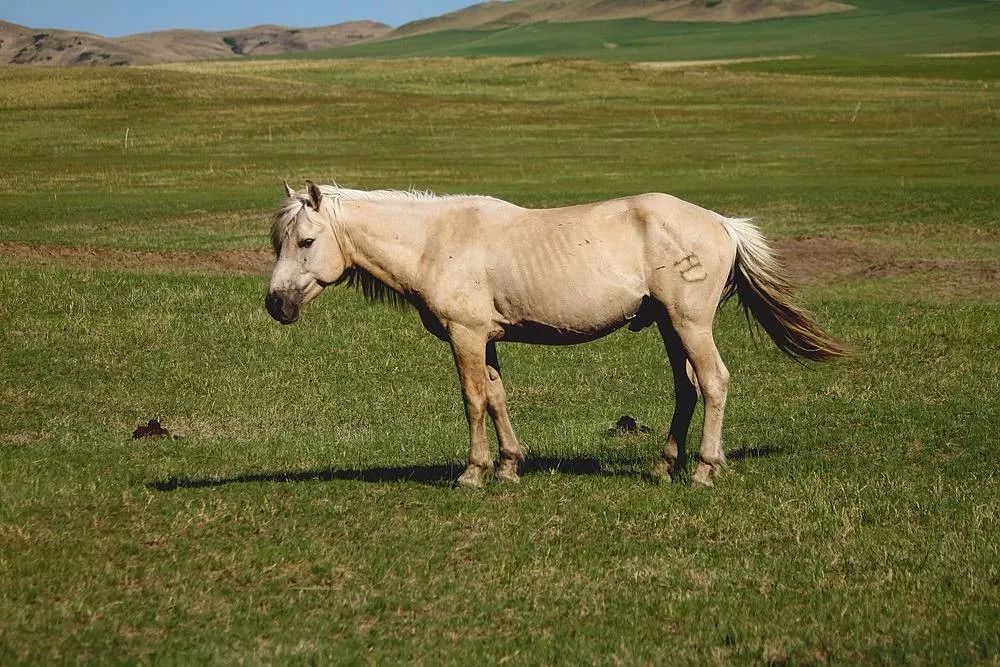 蒙古马:草原文明的使者