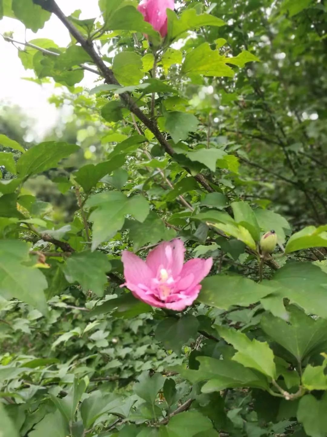 槿柳树,槿柳,木槿花_大山谷图库