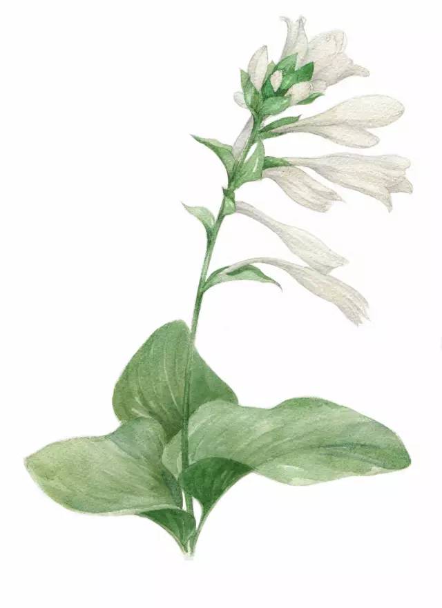 夏花能量打造清凉感的花艺设计家居支招