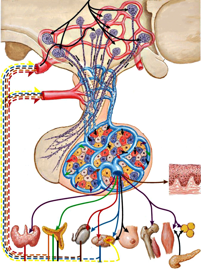 垂体激素的主要功能以及对人体的影响有哪些你知道吗