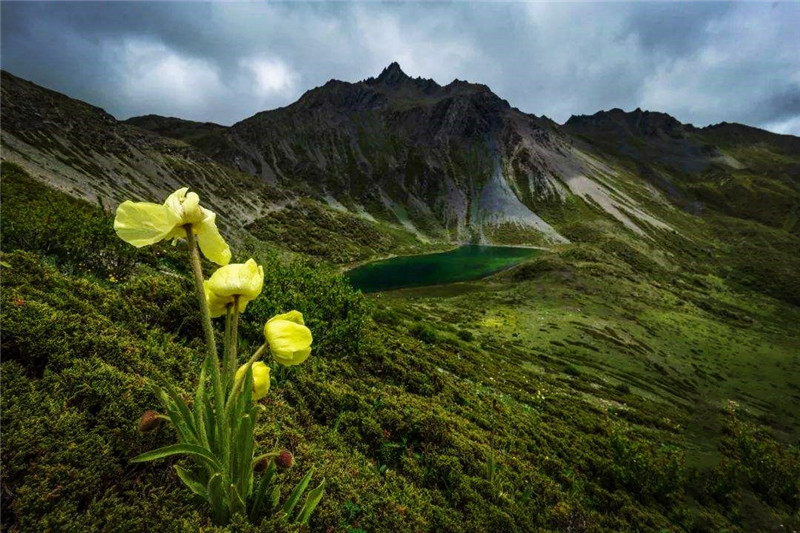 原创喜马拉雅现世界最梦幻的花多年生长只开一次花人称高山牡丹