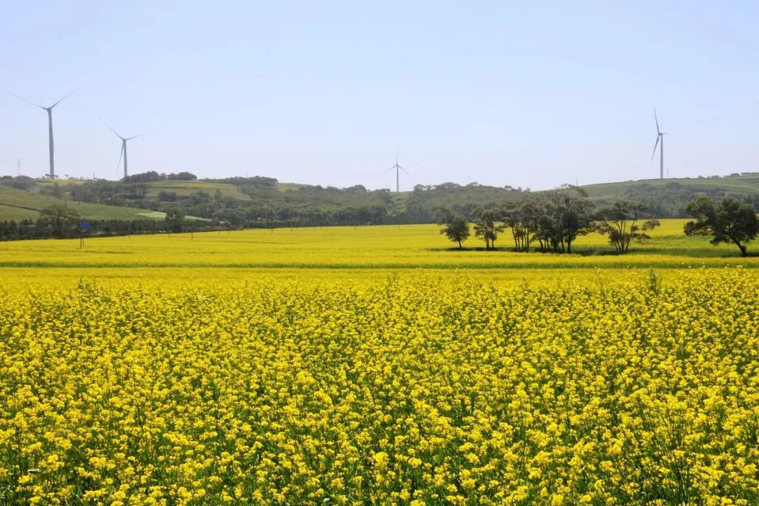 平鲁区万亩油菜花海醉游人