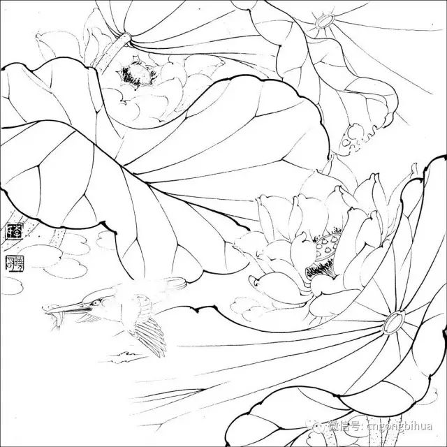 工笔素材丨工笔花鸟白描喜欢快收藏