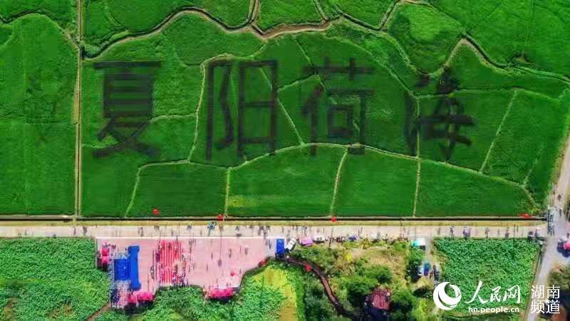 人民网长沙7月29日电近日,永州零陵区珠山镇第三届荷花节暨乡村音乐节