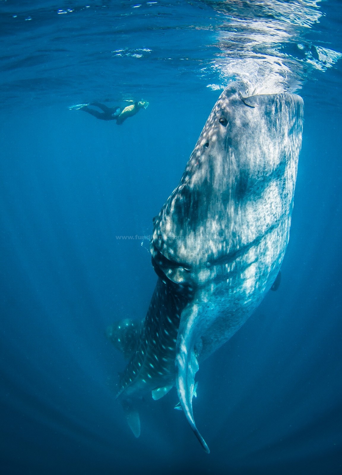 深海恐怖画面没有潜过水的人或许会因此患上深海恐惧症