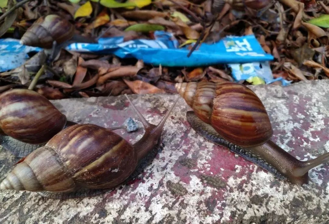 这个东西会传播结核病脑膜炎!_蜗牛